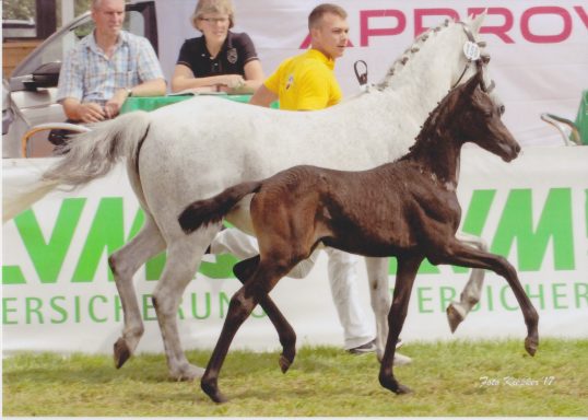 Sietlands Florenz, Lienen 2017 (Foto: Fotohaus Kiepker)