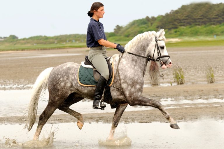 Welsh B Deckhengst Greylight (Foto: Kiki Beelitz)