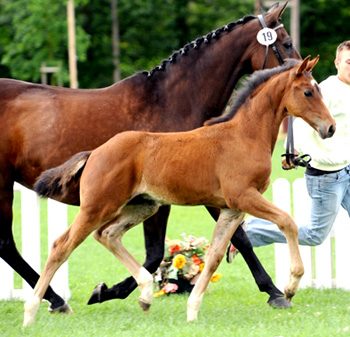 Fohlen Comte - Garibaldi II - Pik König