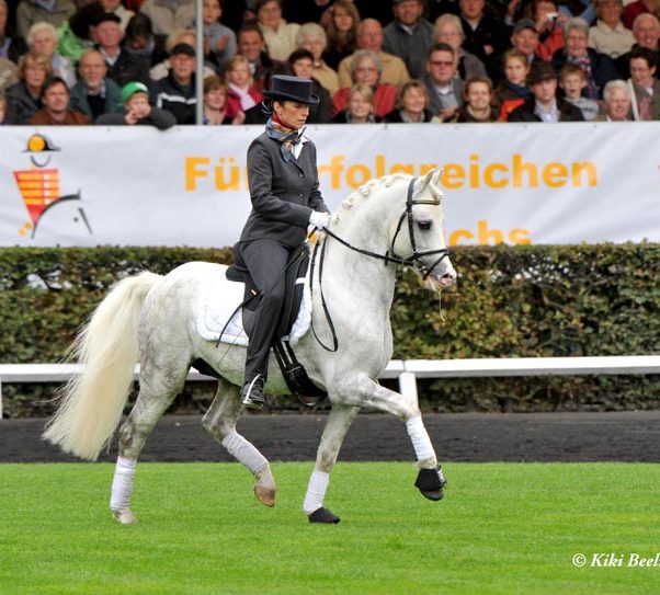 Greylight bei der Hengstparade in Celle